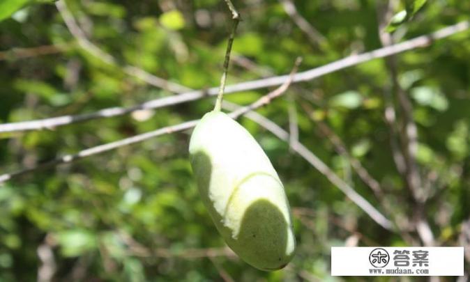 网上流行八月瓜是什么意思？