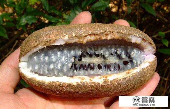 网上流行八月瓜是什么意思？