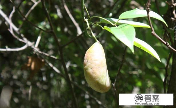 网上流行八月瓜是什么意思？