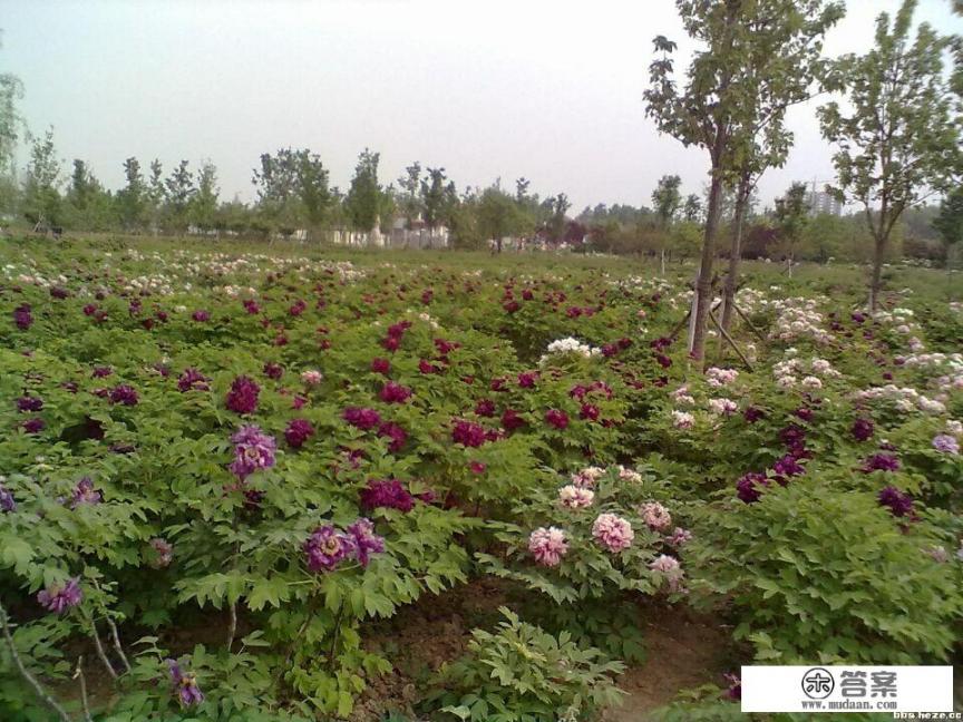 菏泽牡丹花会2023开始时间？