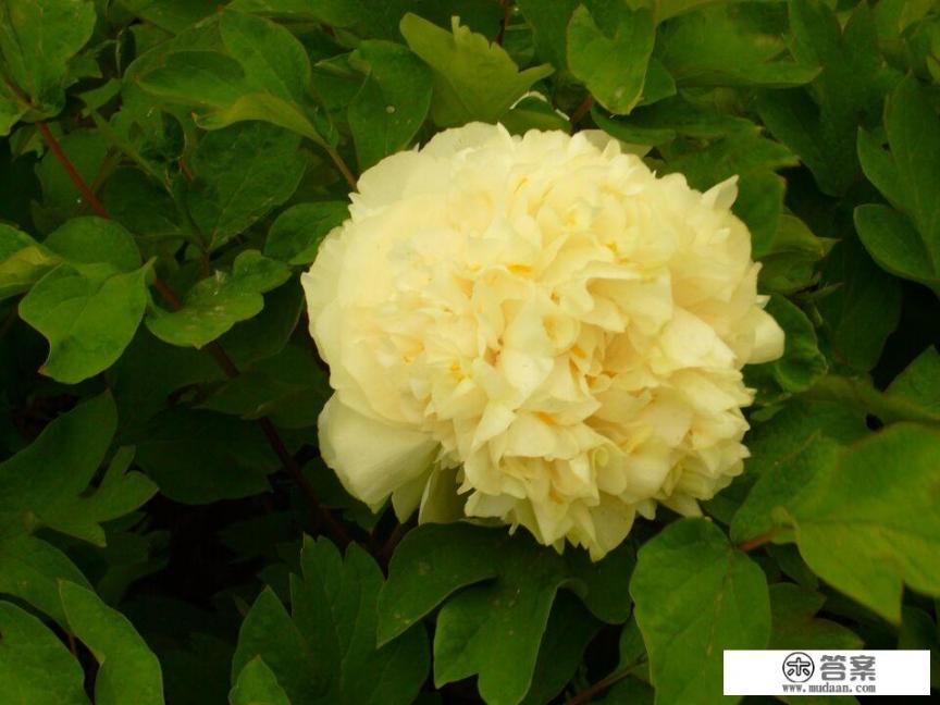 菏泽牡丹花会2023开始时间？