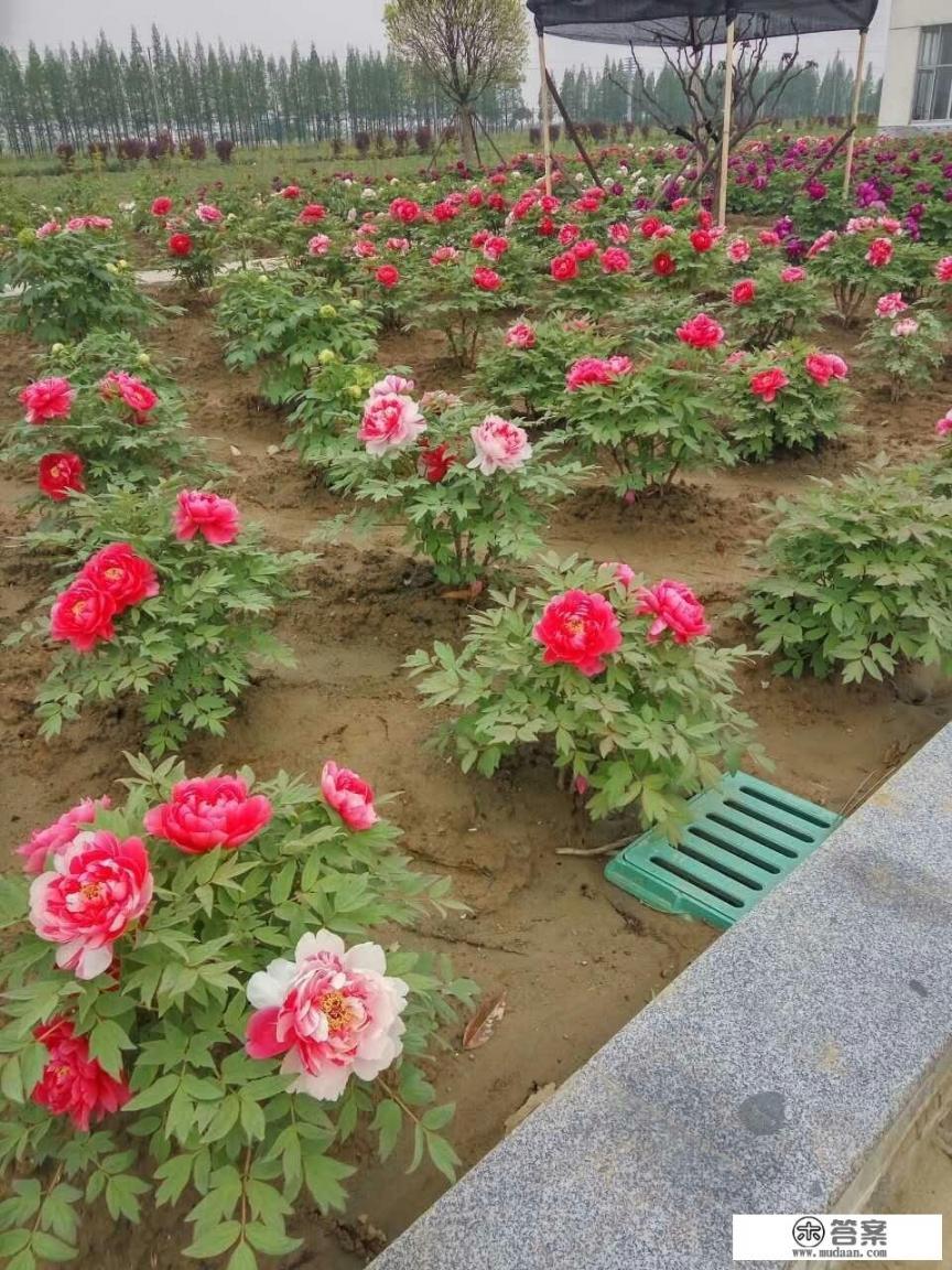 菏泽牡丹花会2023开始时间？