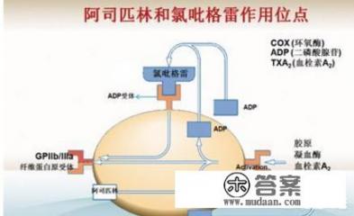 请问氯吡格雷（波立维）的作用和副作用是什么？