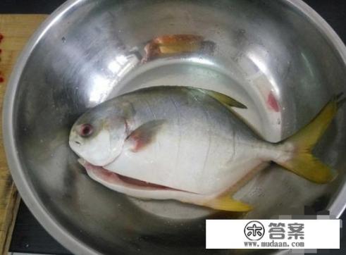 金鲳鱼为啥便宜？