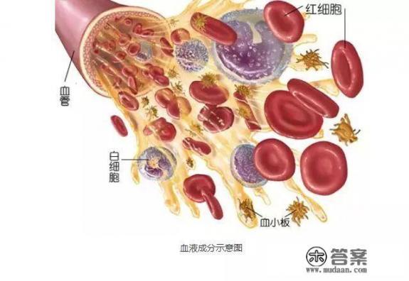 血常规包括哪些内容?能看出人体的哪些问题? 血常规包括哪些内容?能看出人体的哪些问题?