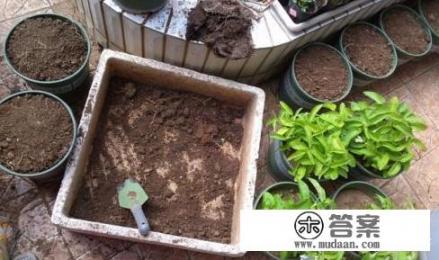 鸽子粪适用什么花? 鸽子粪适用什么花?