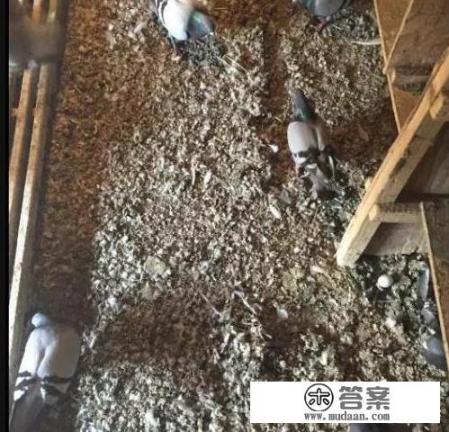 鸽子粪适用什么花? 鸽子粪适用什么花?