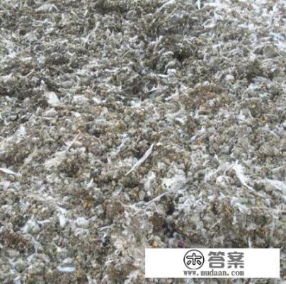 鸽子粪适用什么花? 鸽子粪适用什么花?