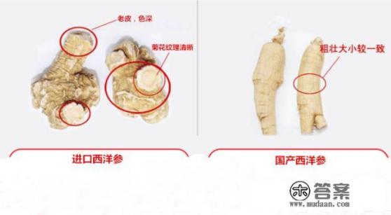 花旗参和西洋参有什么区别？