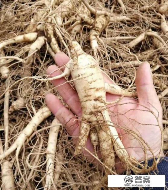 花旗参和西洋参有什么区别？