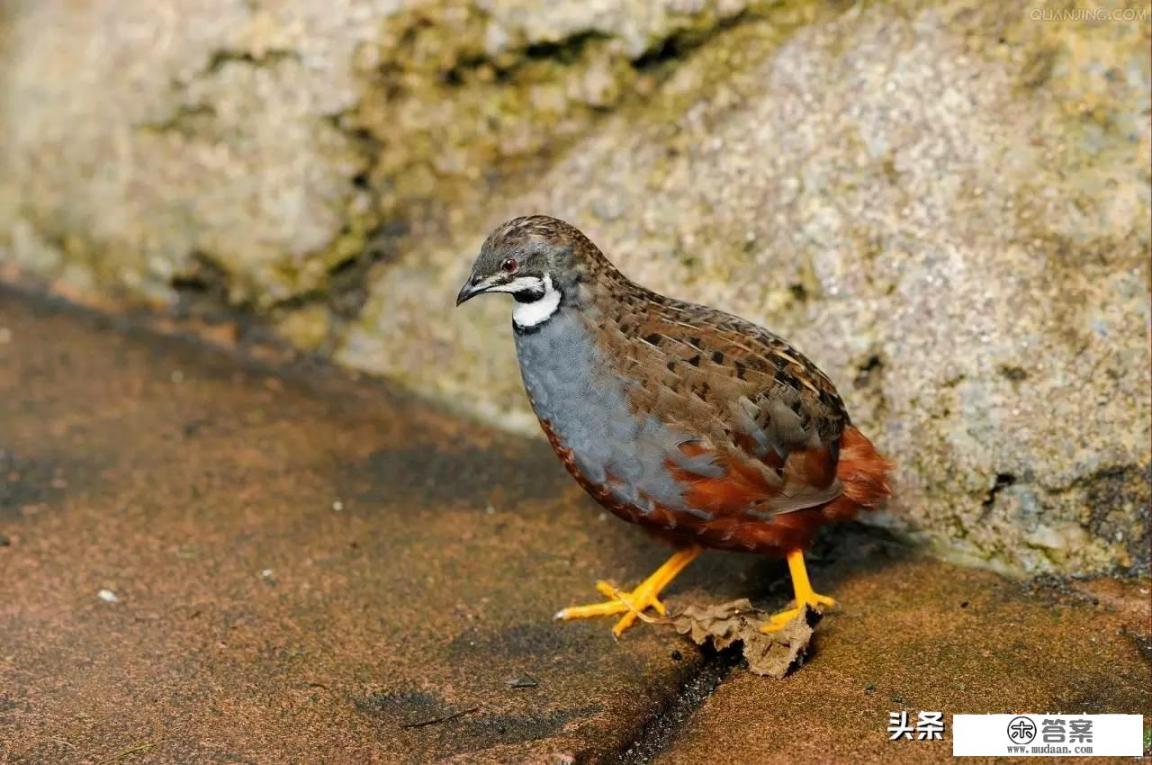 快乐英姐卖鸡蛋用什么套路？