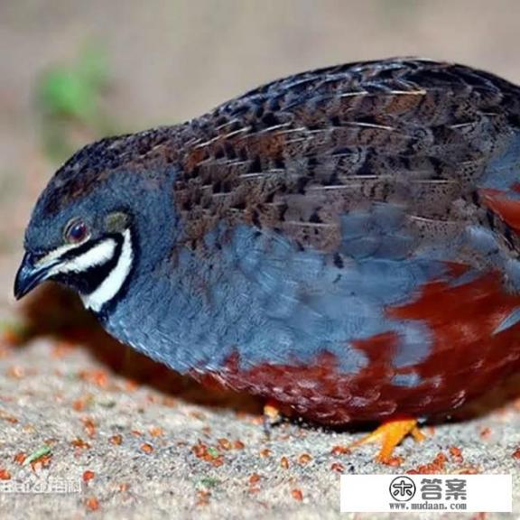 快乐英姐卖鸡蛋用什么套路? 快乐英姐卖鸡蛋用什么套路?