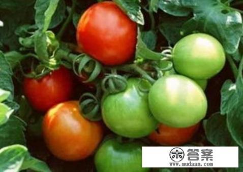 青番茄怎么做好吃，青番茄的吃法？