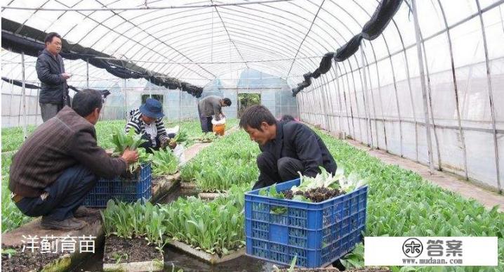 洋蓟被称为“蔬菜之皇”，在国外很受欢迎，农民该如何种植？