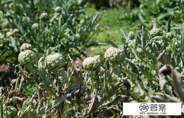 洋蓟被称为“蔬菜之皇”，在国外很受欢迎，农民该如何种植？