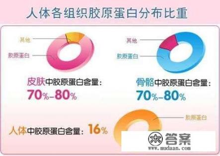 胶原蛋白是什么东西啊？