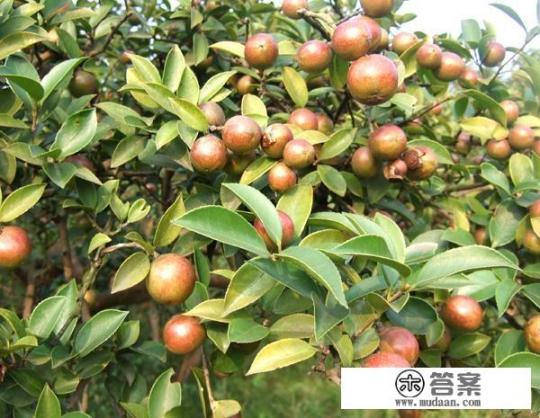 茶籽油多少一斤？