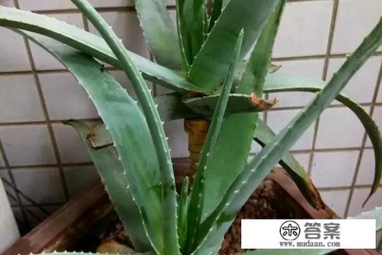 芦荟怎么吃的正确方法？