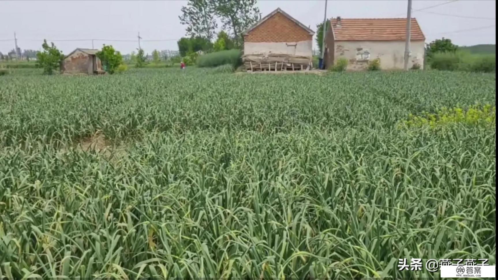 今年蒜农地里大蒜七八毛一斤，但超市蒜价格却达7块一斤，正常吗？