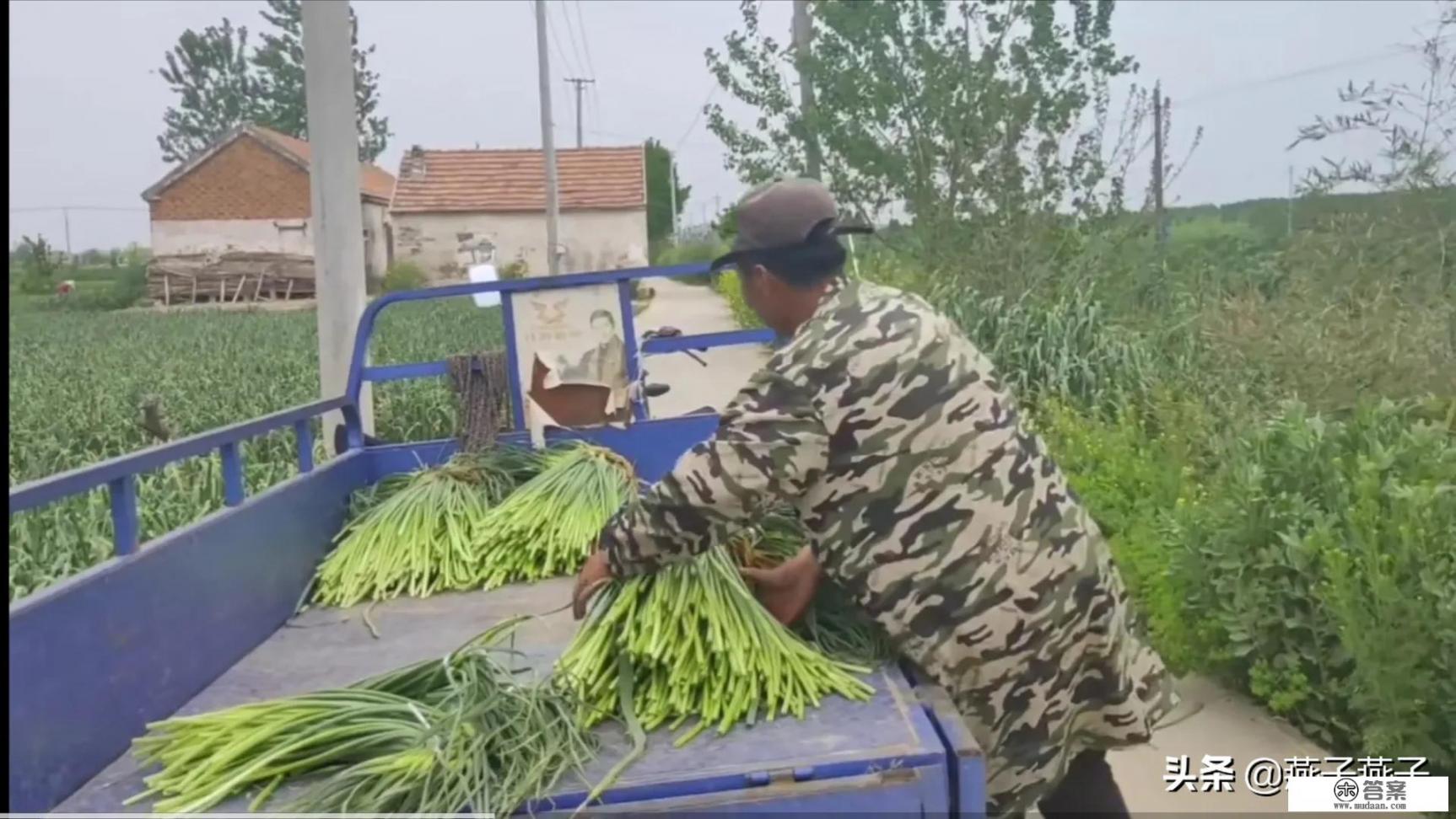 今年蒜农地里大蒜七八毛一斤,但超市蒜价格却达7块一斤,正常吗? 今年蒜农地里大蒜七八毛一斤,但超市蒜价格却达7块一斤,正常吗?