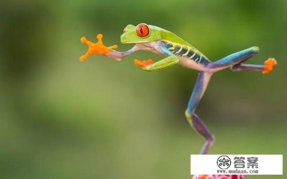 小时候常听大人说“红眼绿鼻子,四个毛蹄子”究竟是什么动物? 小时候常听大人说“红眼绿鼻子,四个毛蹄子”究竟是什么动物?