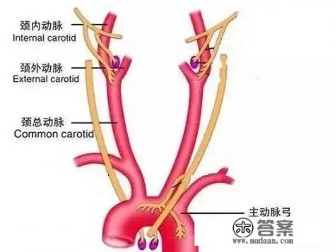 脑供血不足,会有什么表现?怎么改善? 脑供血不足,会有什么表现?怎么改善?