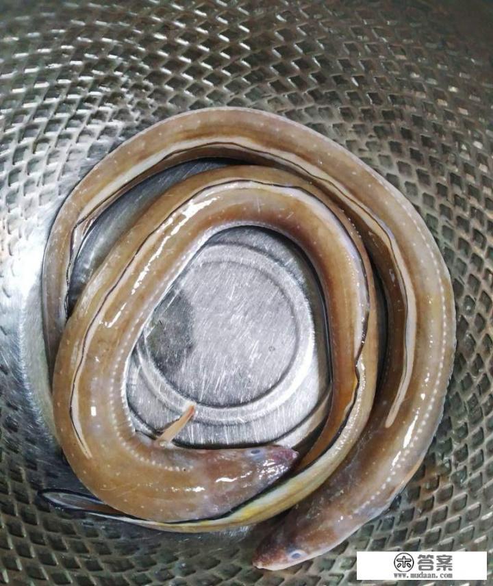 鱼肉丸子的家常做法? 鱼肉丸子的家常做法?