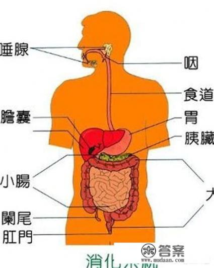 中医里所说的脾是什么，怎么才能达到脾胃的运行平衡？