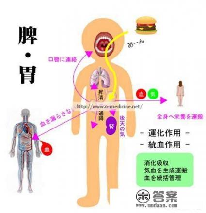 中医里所说的脾是什么，怎么才能达到脾胃的运行平衡？