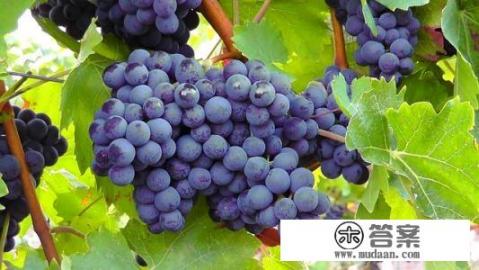 白藜芦醇功效和副作用？