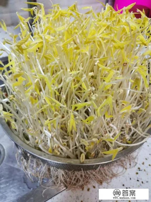 元古秦文佑是什么小说？