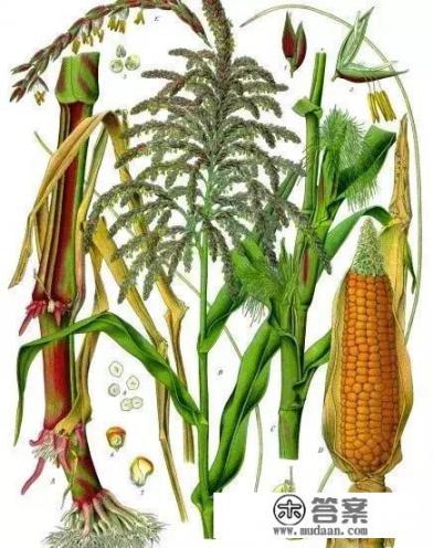 长安人为何把玉米叫“御麦”？