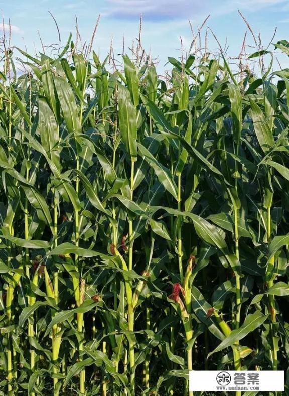 长安人为何把玉米叫“御麦”？