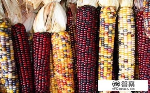长安人为何把玉米叫“御麦”？