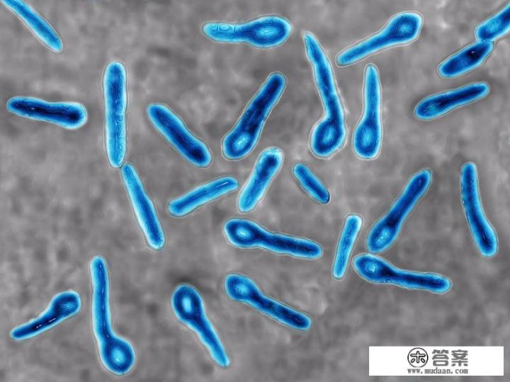 破伤风杆菌是什么？
