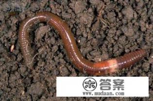 钓鳊鱼用什么饵最好？