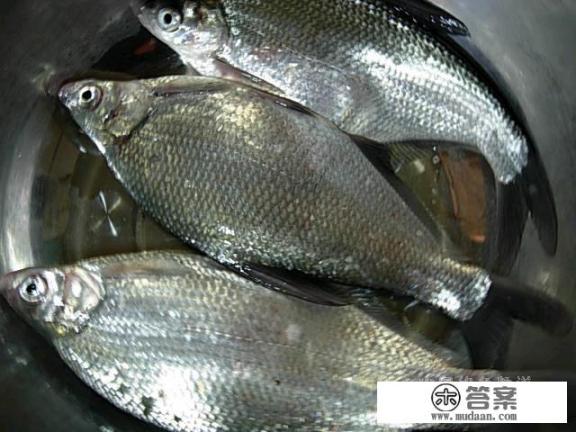 钓鳊鱼用什么饵最好？