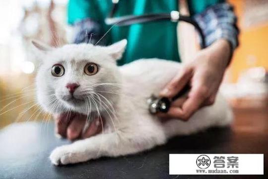 有哪种宠物杀虫剂比较好用？