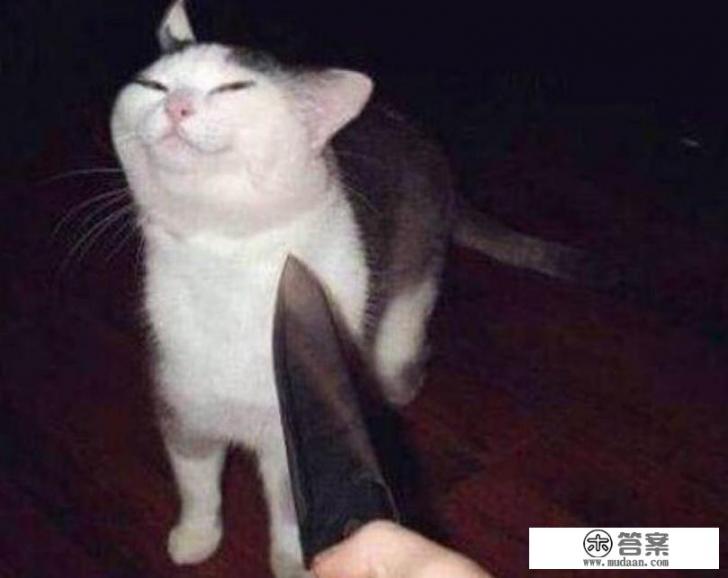 有哪种宠物杀虫剂比较好用？