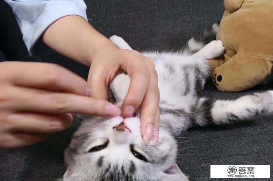 有哪种宠物杀虫剂比较好用？