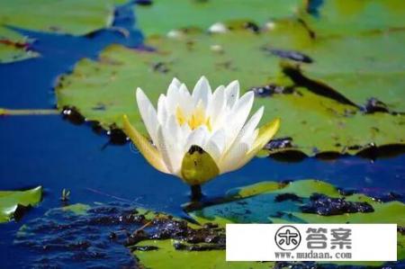 太平天国白莲教是什么？