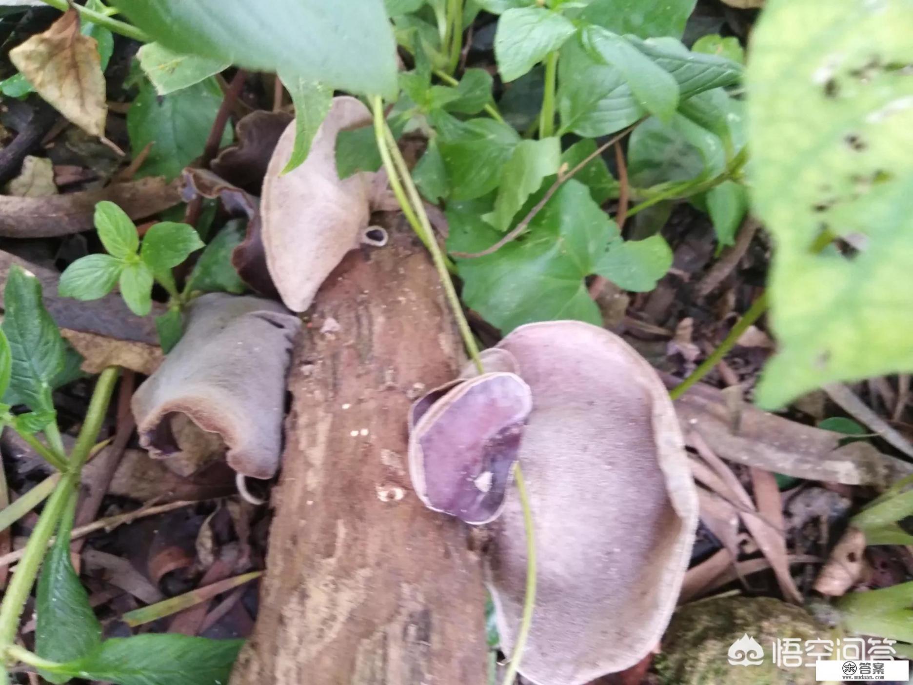 由癌细胞进化而来的动物？