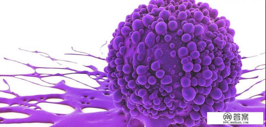 由癌细胞进化而来的动物？