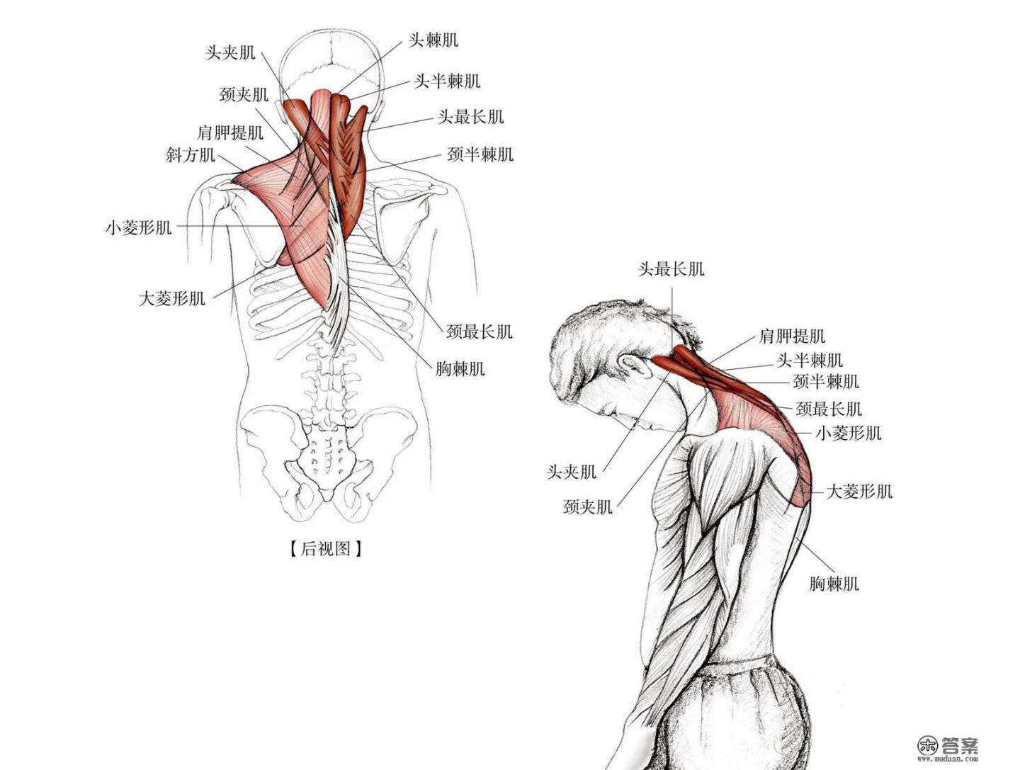 如何做好脖子颈椎的日常运动保健? 如何做好脖子颈椎的日常运动保健?
