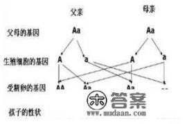 父母单眼皮，能生出来双眼皮的宝宝吗？