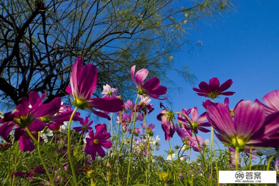 藏红花好喝吗？