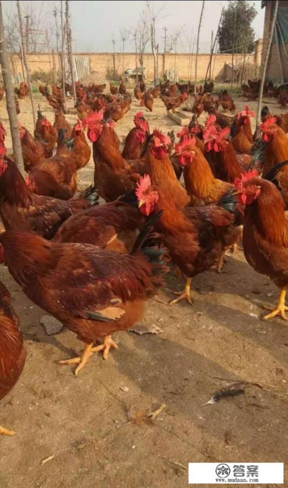 村里没有一般农田，怎么建养鸡场？