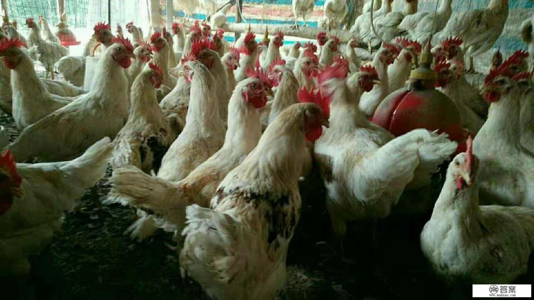 村里没有一般农田，怎么建养鸡场？