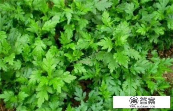 菊花脑喜阴还是喜阳？