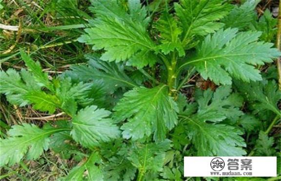 菊花脑喜阴还是喜阳？